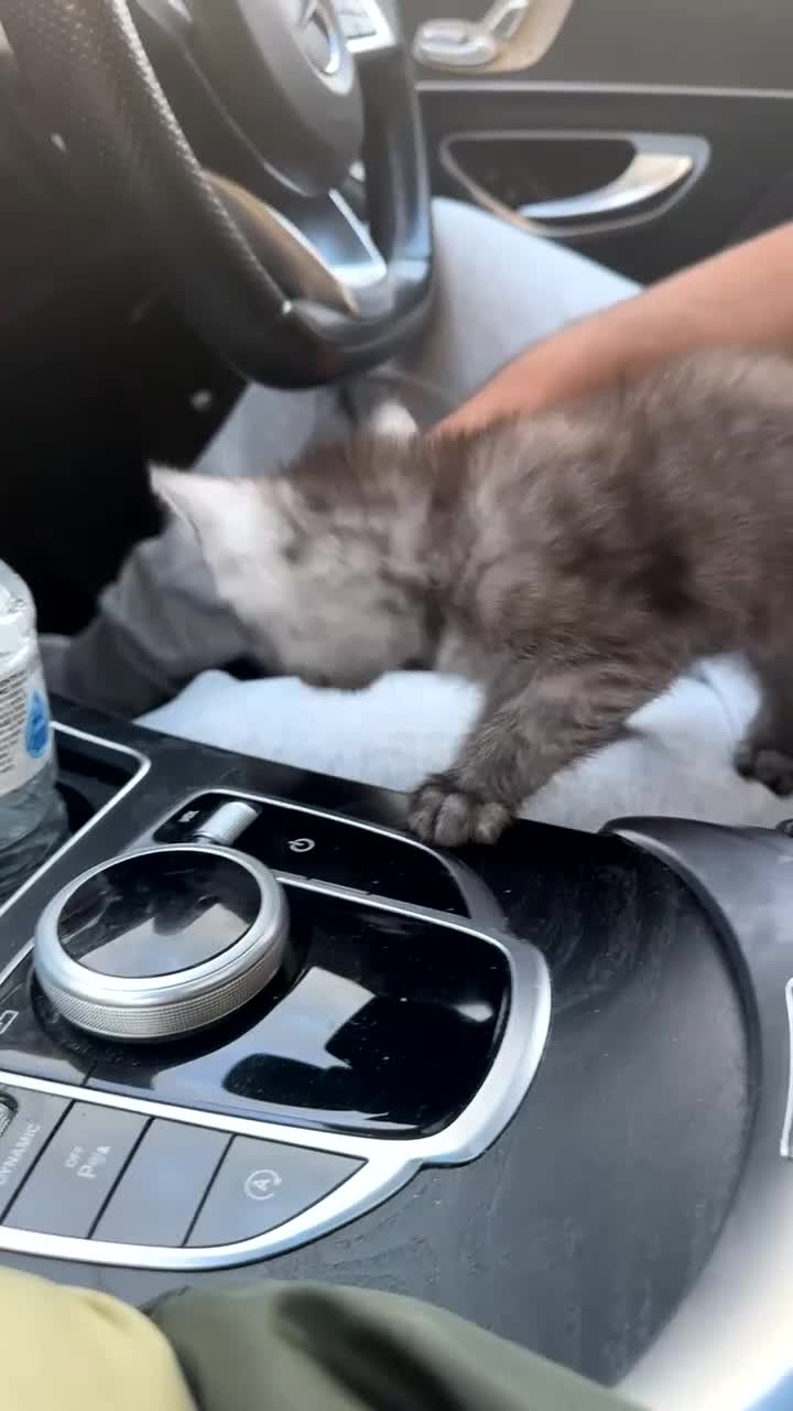 British Shorthair cats for sale: Grey kitten for sale  - Video 2