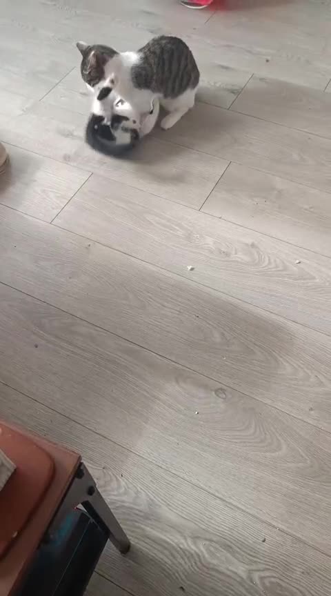 Mixed Breed cats for sale: Gorgeous male kitten, full of personality! - Video 2