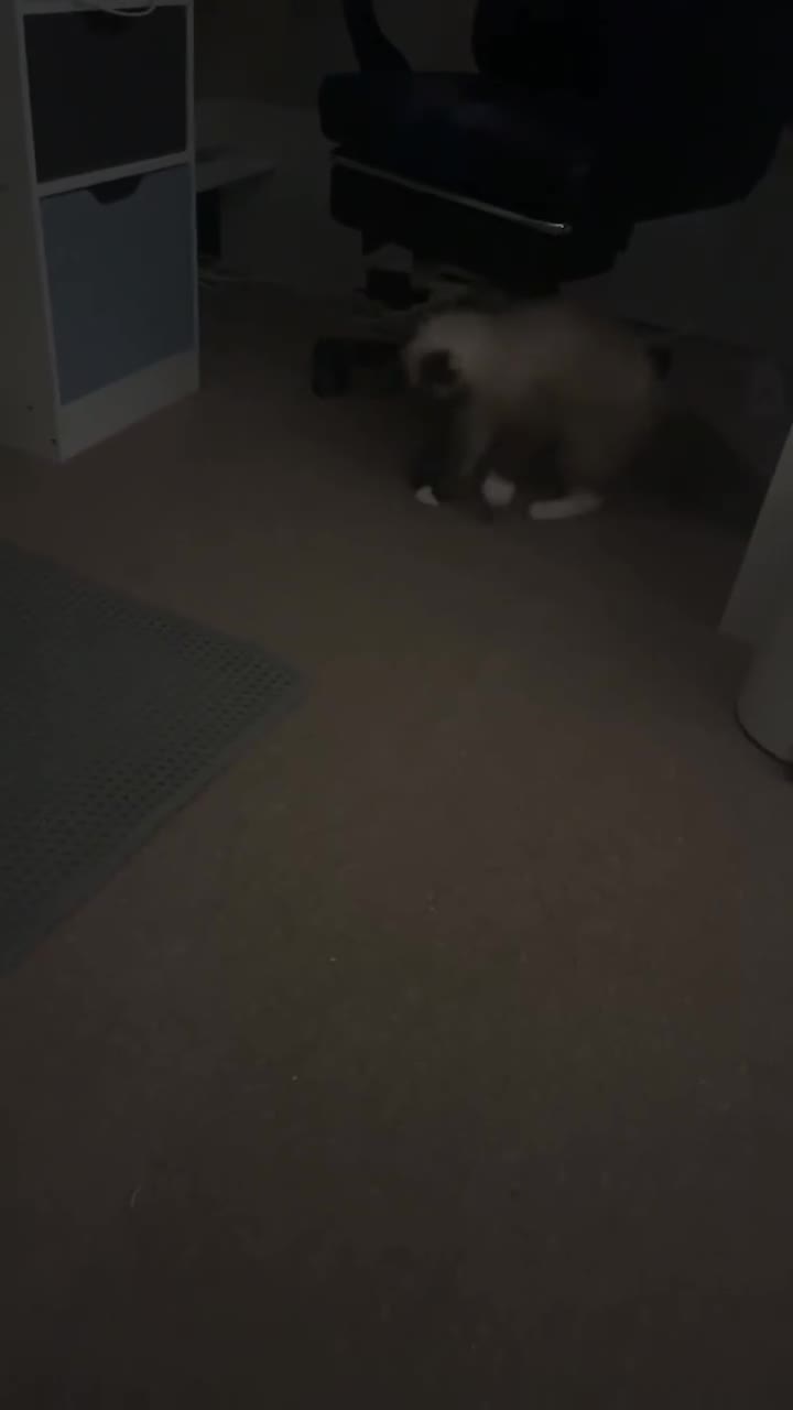 Ragdoll cats for sale: Colorpoint ragdoll looking for a lovely home - Video 1