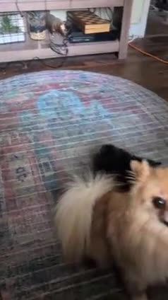 Pomeranian dogs for sale: ⭐⭐Gorgeous Pomeranian puppies⭐⭐ - Video 1