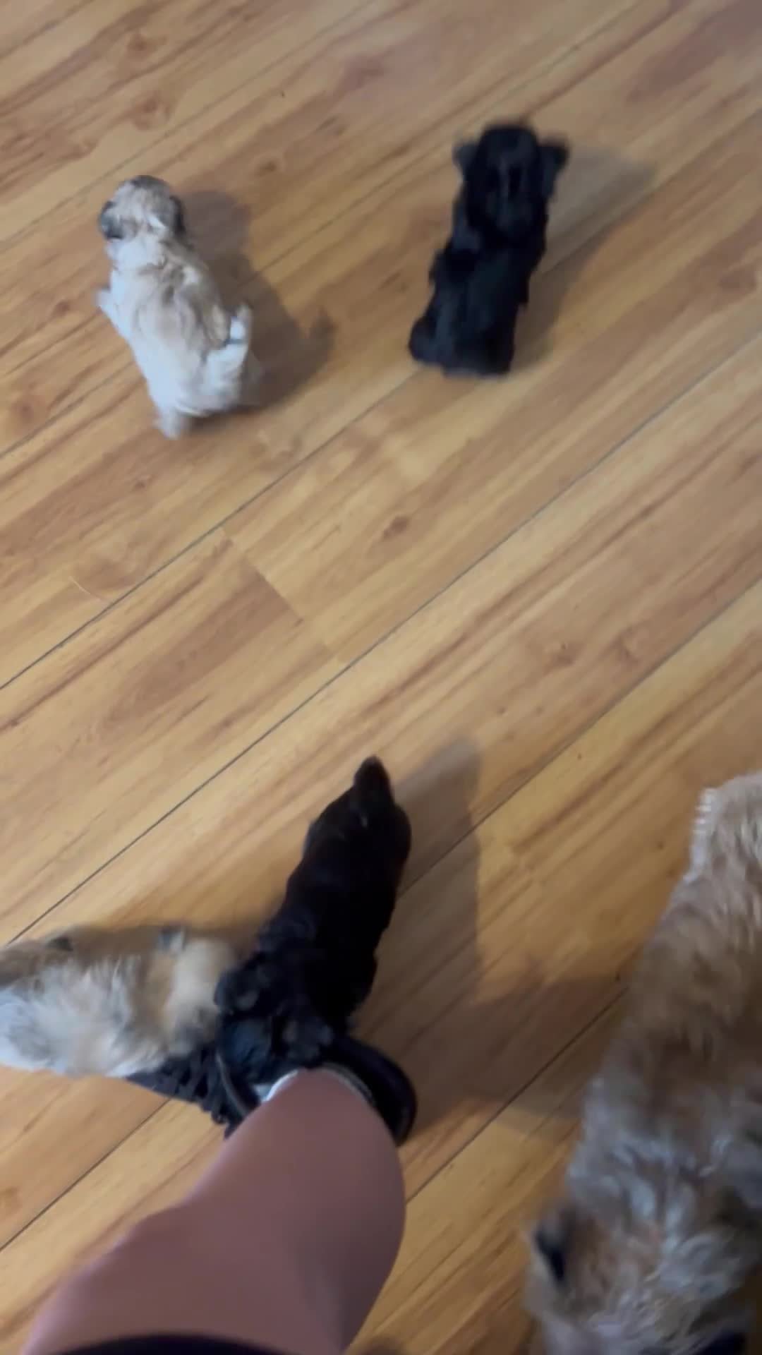 Mixed Breed dogs for sale:  **  morkies  in Faversham - Video 1