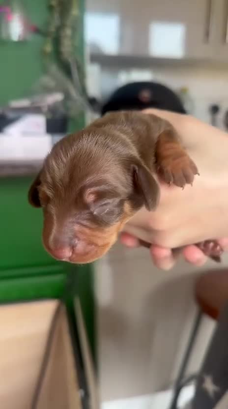 Miniature Dachshund dogs for sale: Stunning KC reg chocolate and tan pups  - Video 2