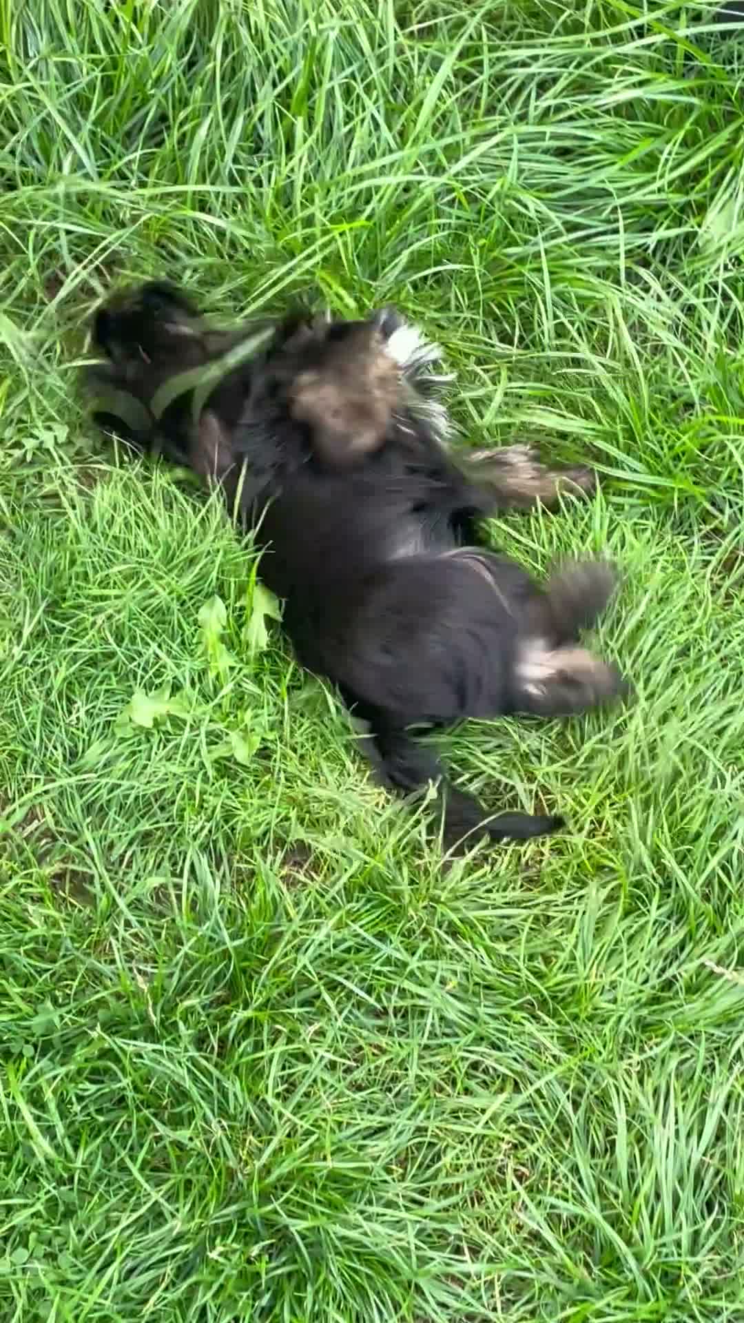 Yorkshire Terrier dogs for sale: Gorgeous Yorkshire Terrier Biewer Puppies - Video 2