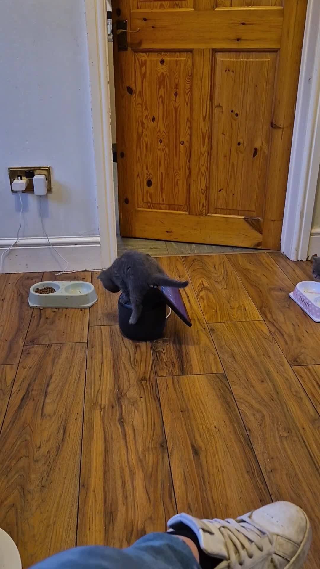 British Shorthair cats for sale: British short hairs for sale - Video 1