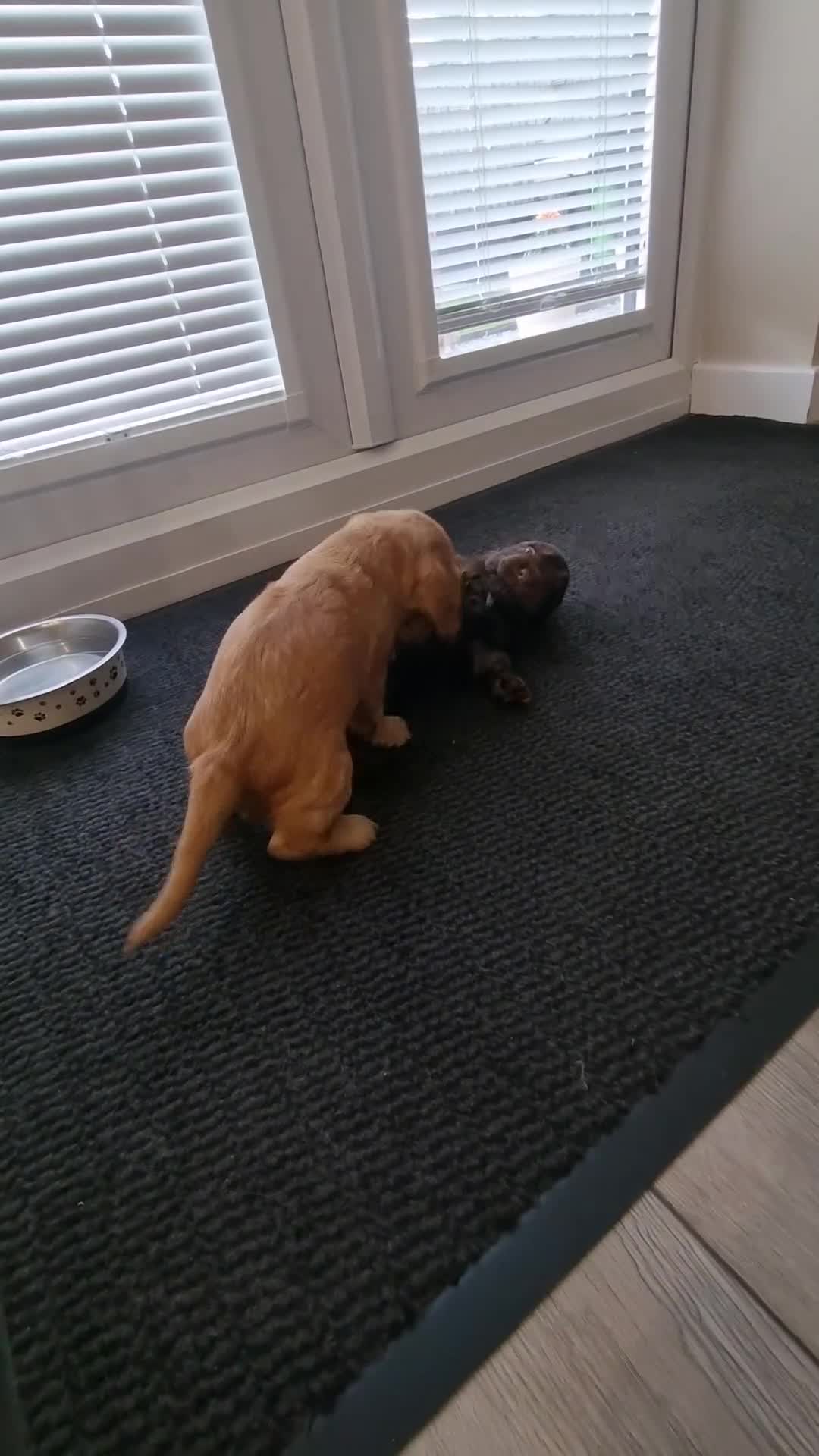 Cocker Spaniel dogs for sale: KC Registered Show cockers  - Video 1