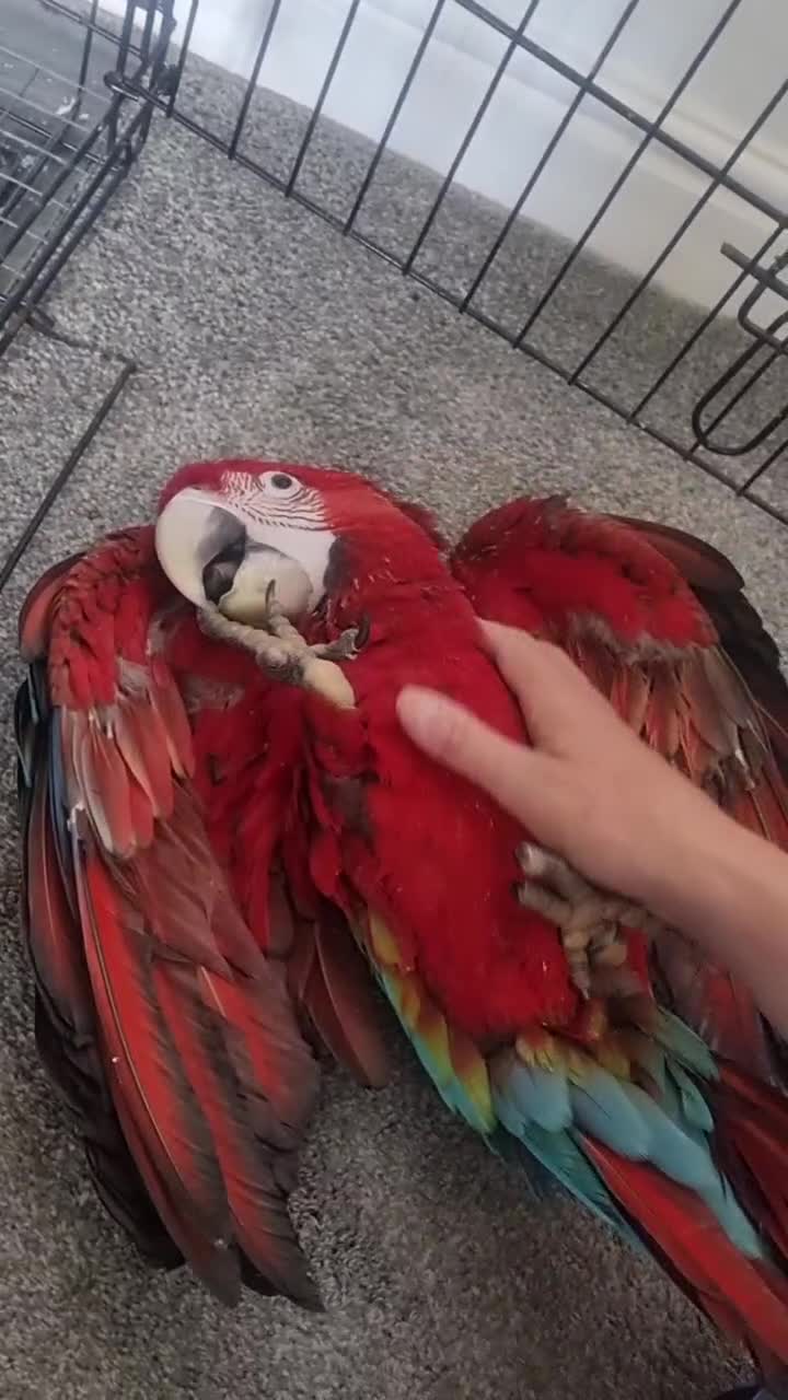 Macaws birds for sale: Gorgeous Baby Greenwing Macaws in Halifax - Video 1