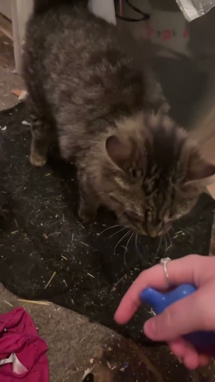 Maine Coon cats for sale: 2 part Maine coon cats  - Video 2
