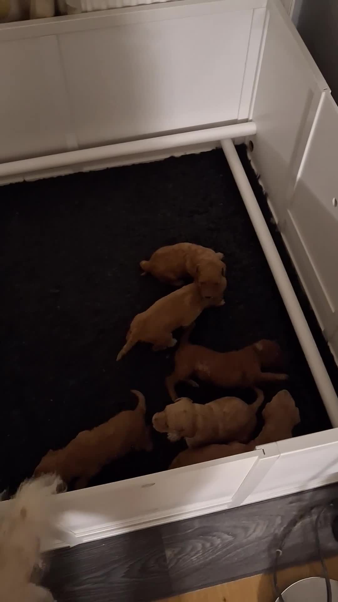Standard Poodle dogs for sale: Standard poodle pups dark apricot or cream - Video 1