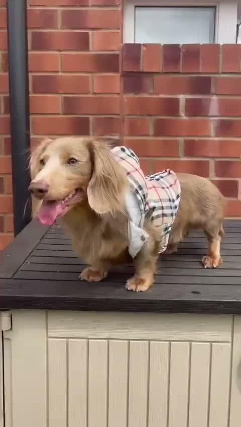 Miniature Dachshund dogs for sale: Beautiful Long Haired Miniature Dachshund Girl - Video 1