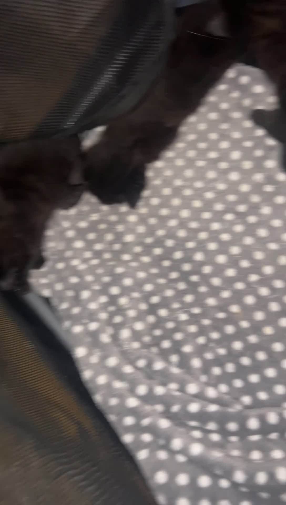 Mixed Breed cats for sale: 2 beautiful kittens in London - Video 4