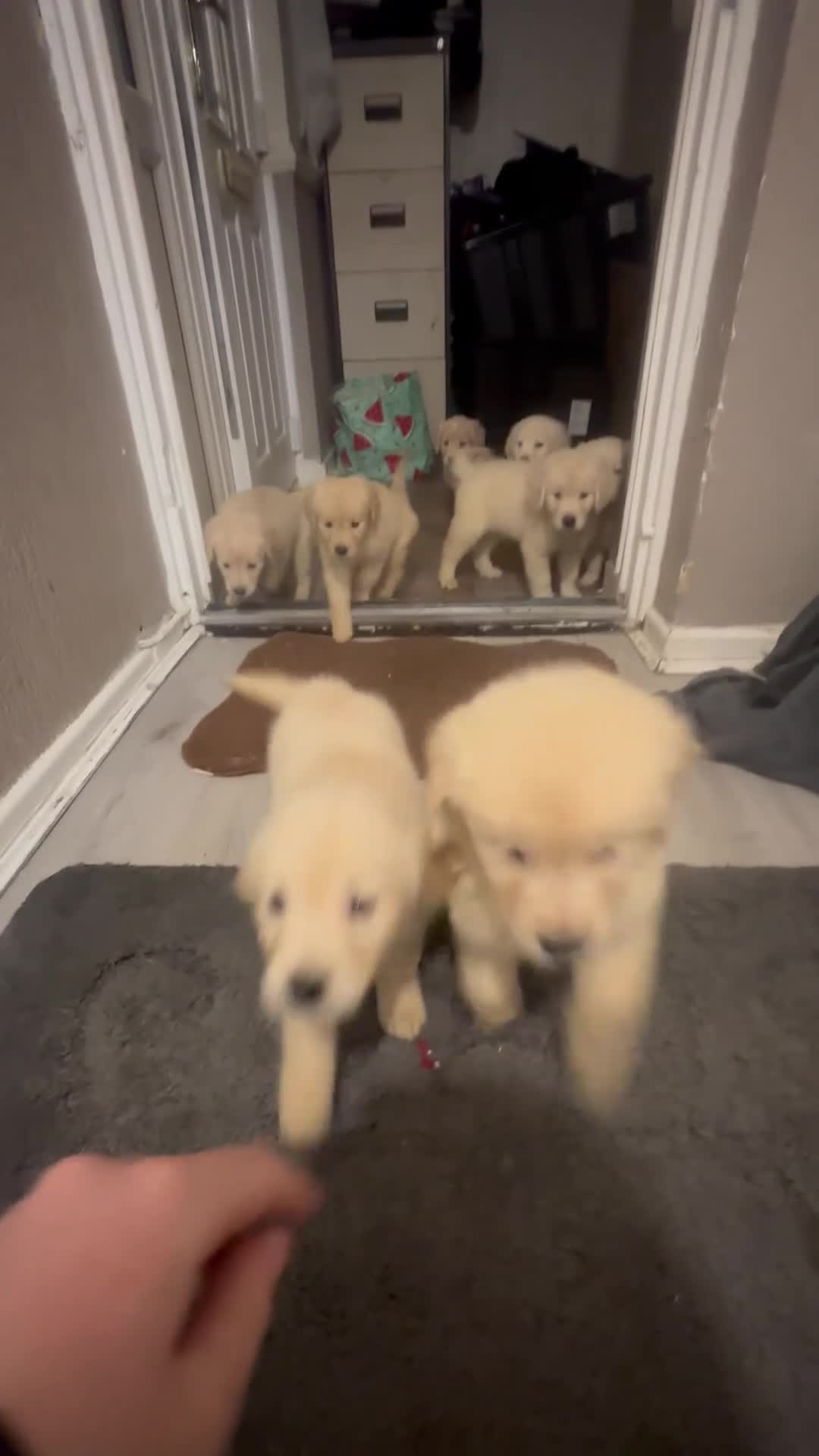 Golden Retriever dogs for sale: Golden retriever puppys - Video 1