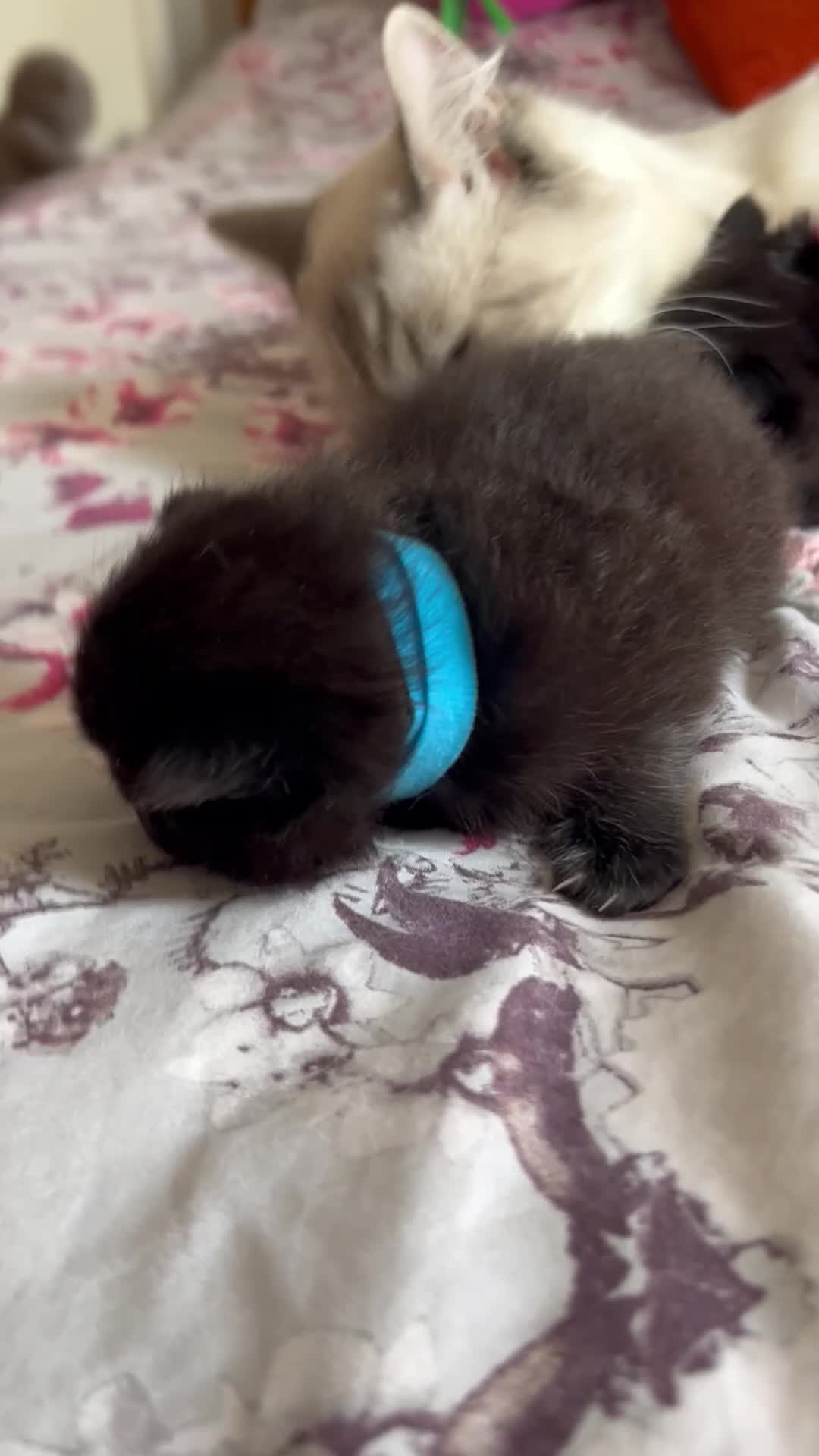 Ragdoll cats for sale: Beautiful ragdoll kittens ready middle of May 🐈 - Video 2