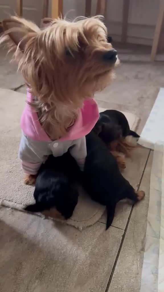 Yorkshire Terrier dogs for sale: 3 Adorable Yorkshire Terrier Puppies (2F, 1M) - Video 2