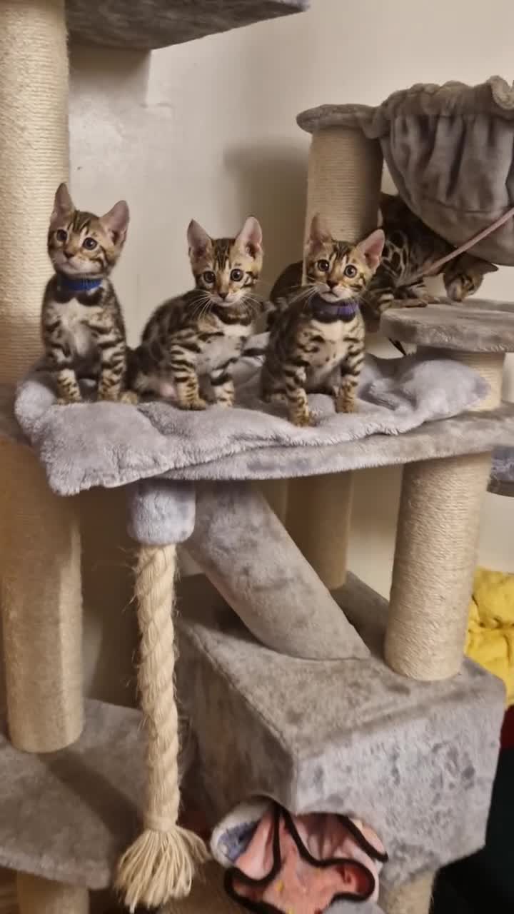 Bengal cats for sale: Beautiful kittens 🥰 - Video 3