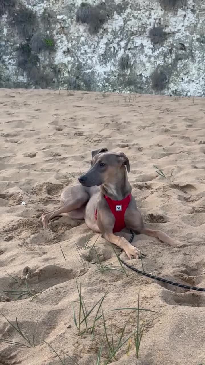 Mixed Breed dogs for sale: 6 month old puppy- greyhound mix cane corso  - Video 1