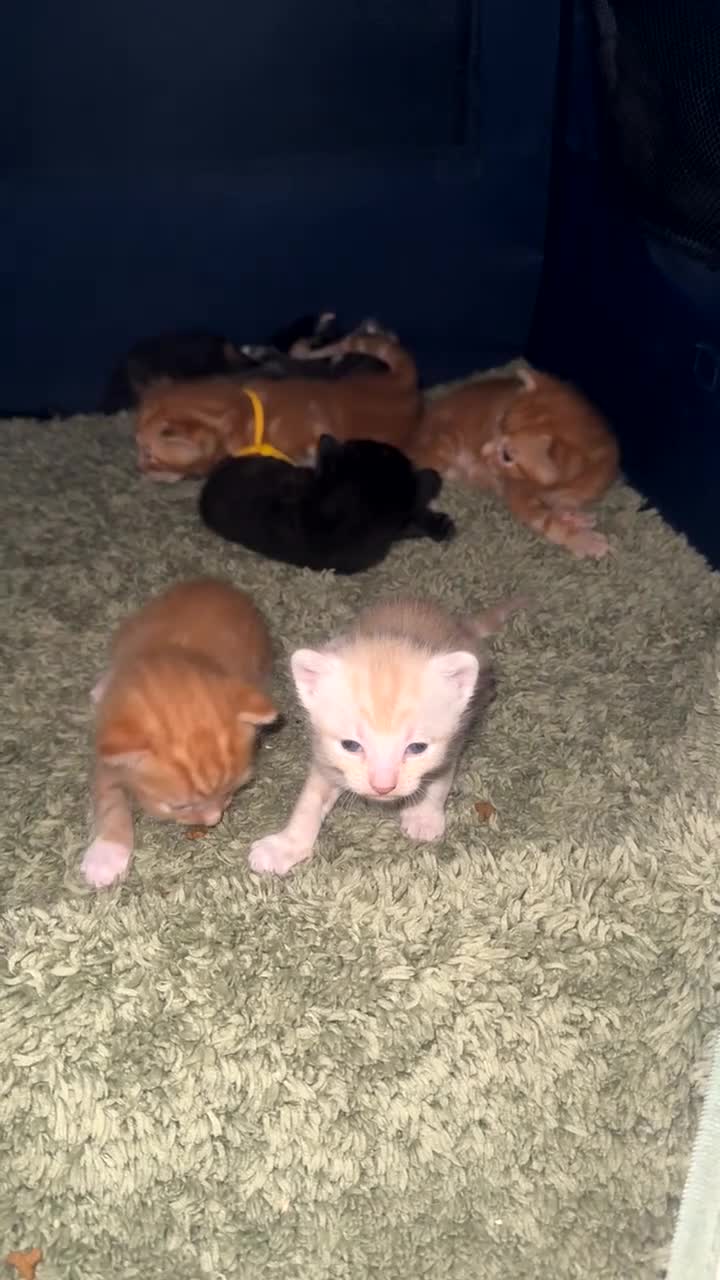 Mixed Breed cats for sale: 7 stunning kittens - Video 2