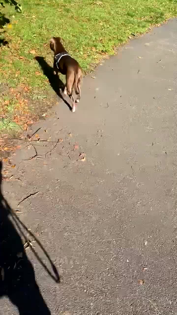 Staffordshire Bull Terrier dogs for stud: staffy cross stud only NOT SALE - Video 1