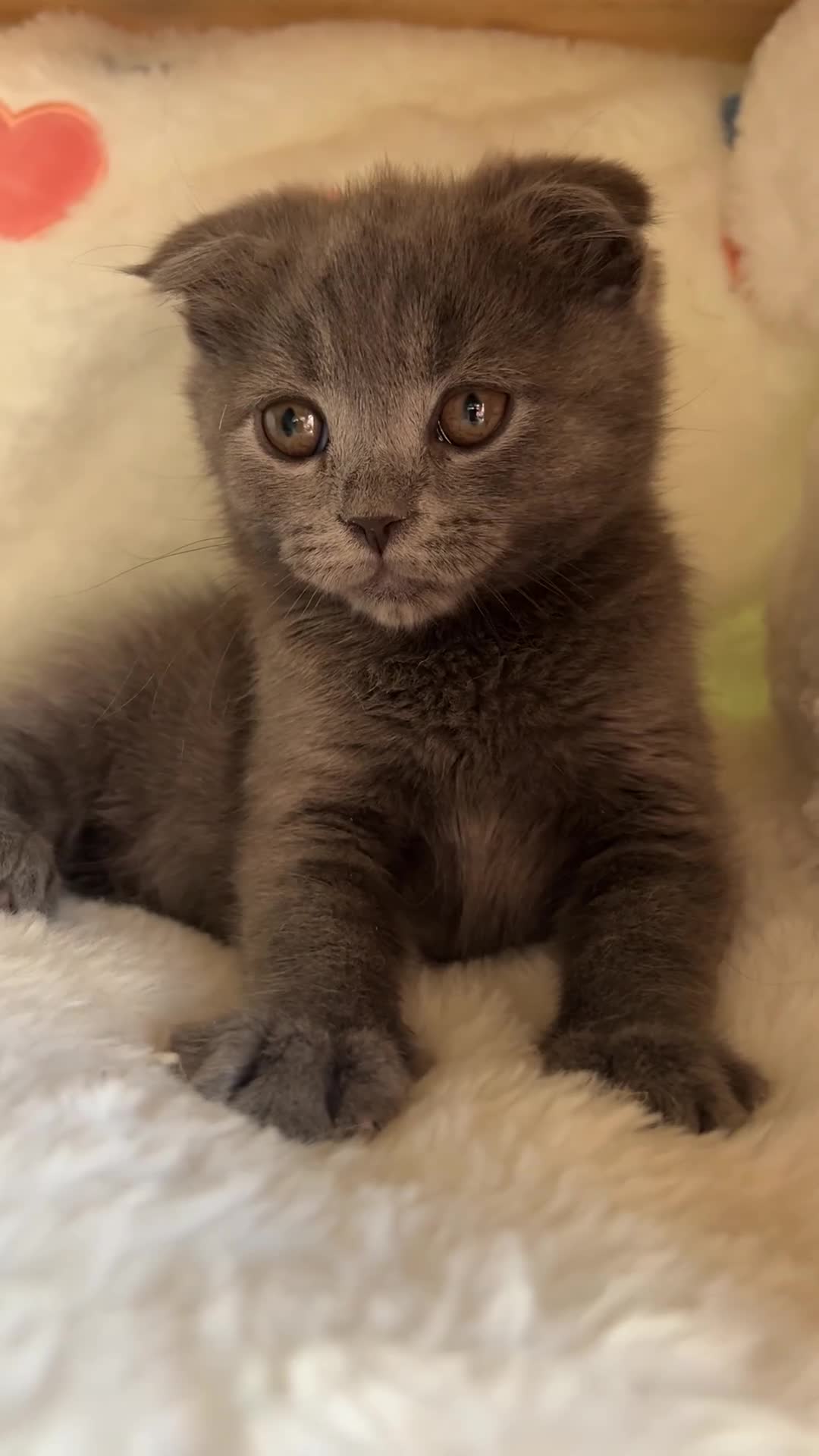 Mixed Breed cats for sale: 😍MAINE COON MIX BRITISHSHORTHAIR😍 in Southampton - Video 1
