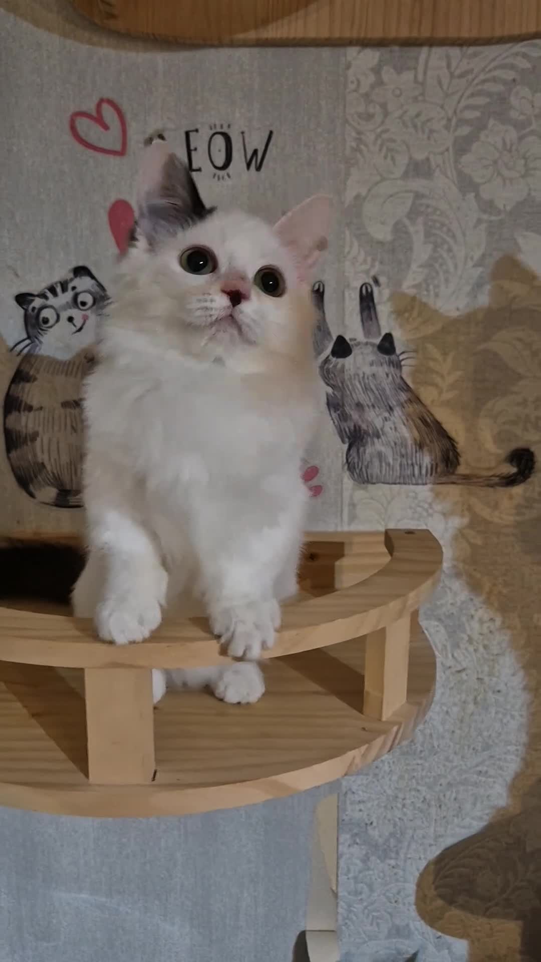 Munchkin cats for sale: Purebred TICA reg. Munchkin kittens ready to go  - Video 1