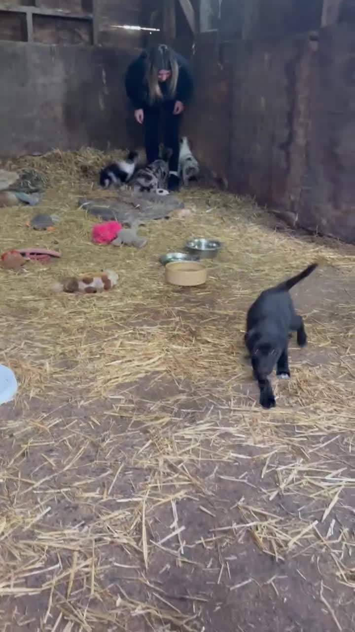 Border Collie dogs for sale: Workers!  - Video 1