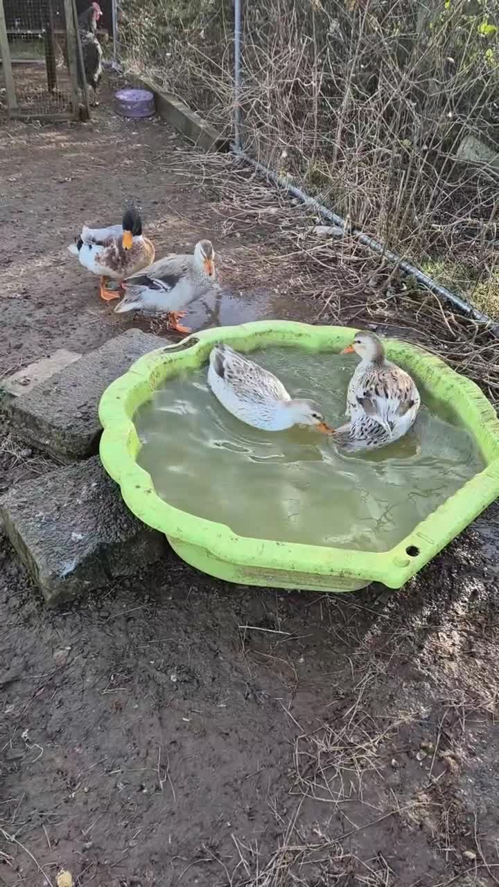 Ducks poultry for sale: Miniature silver appleyard duckling  - Video 1
