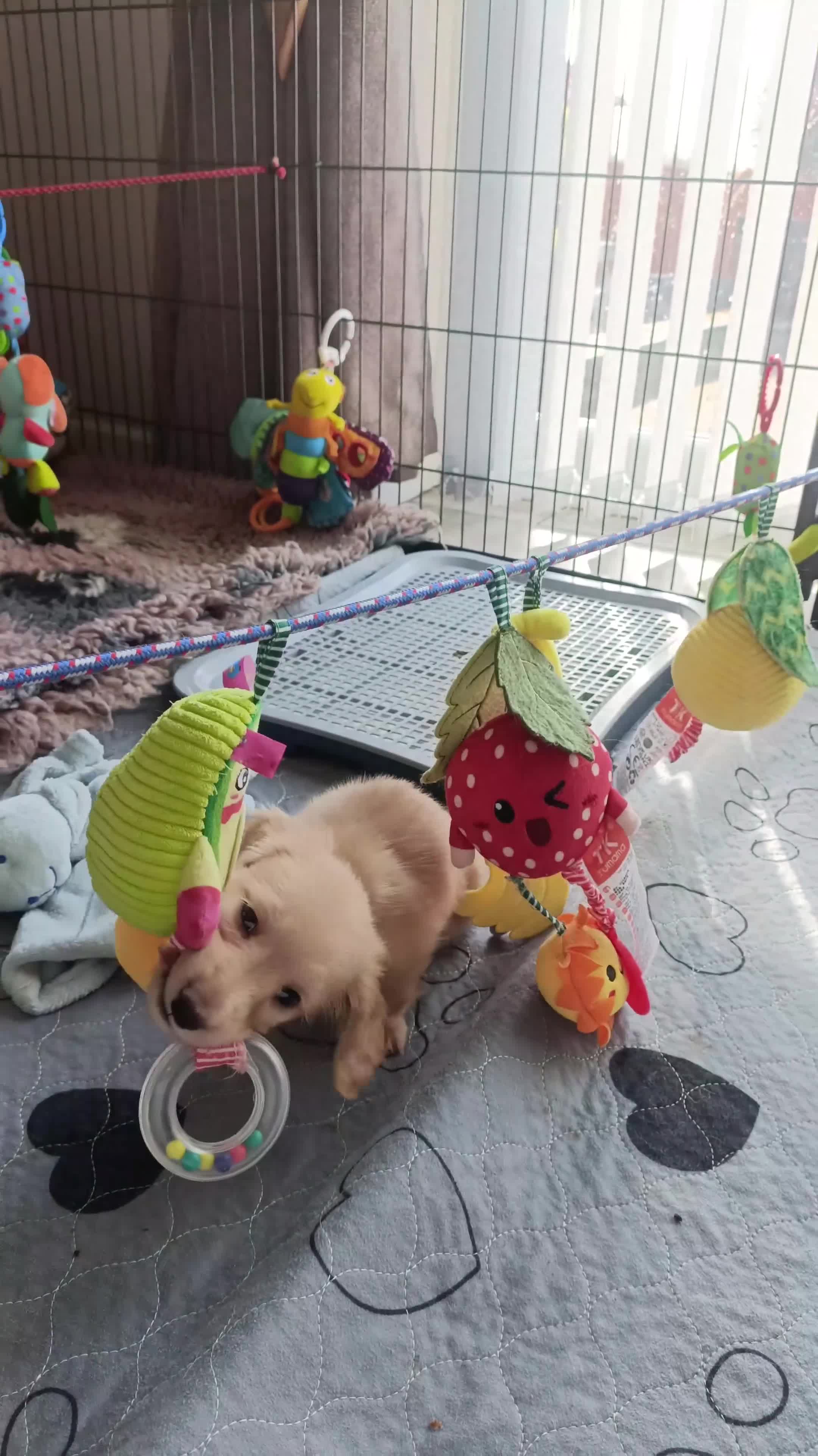 Dachshund dogs for sale: Ready now KC Miniature dachshund clear cream boy  - Video 1