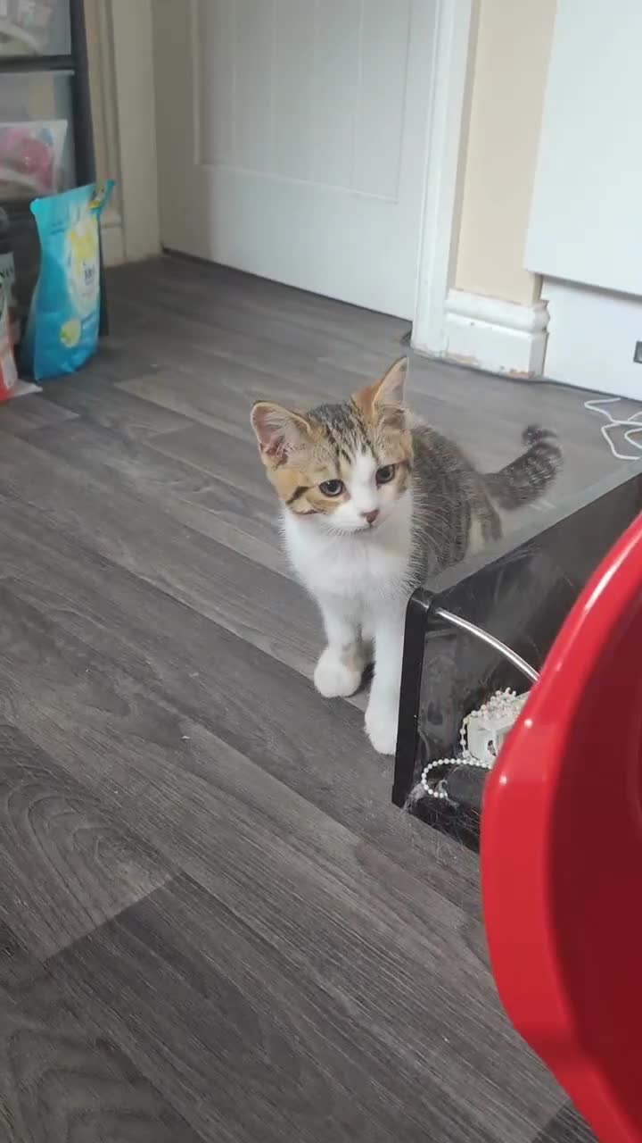 British Shorthair cats for sale: Adorable Kitten ( BOY ) - Video 1