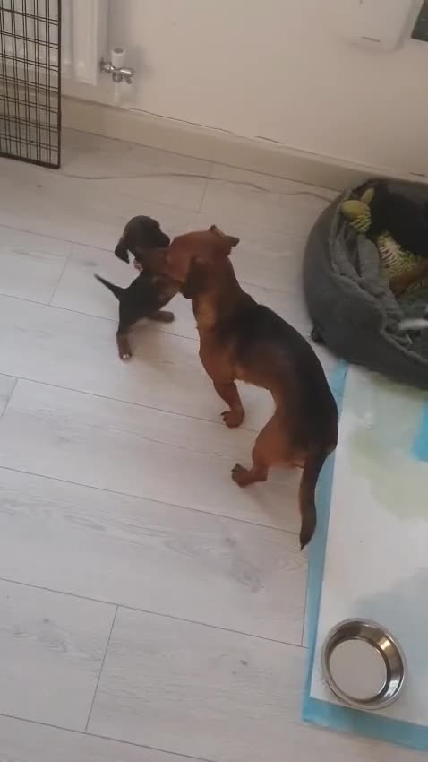 Mixed Breed dogs for sale: Small breed puppies Isle Of Anglesey - Video 4