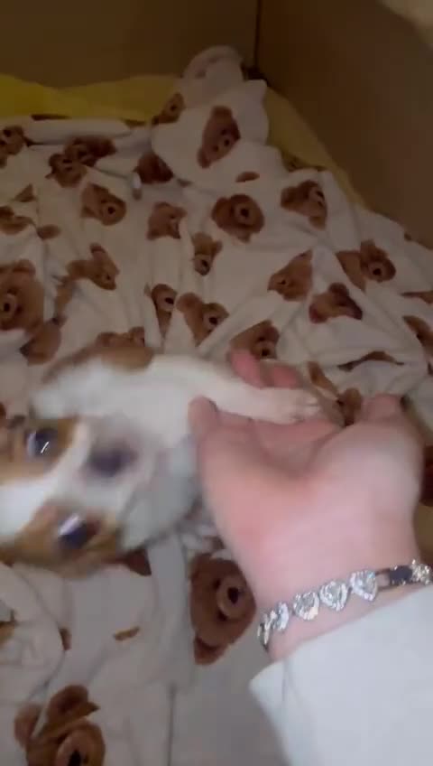 Jack Russell dogs for sale: Gorgeous Miniature Jack Russell  - Video 1