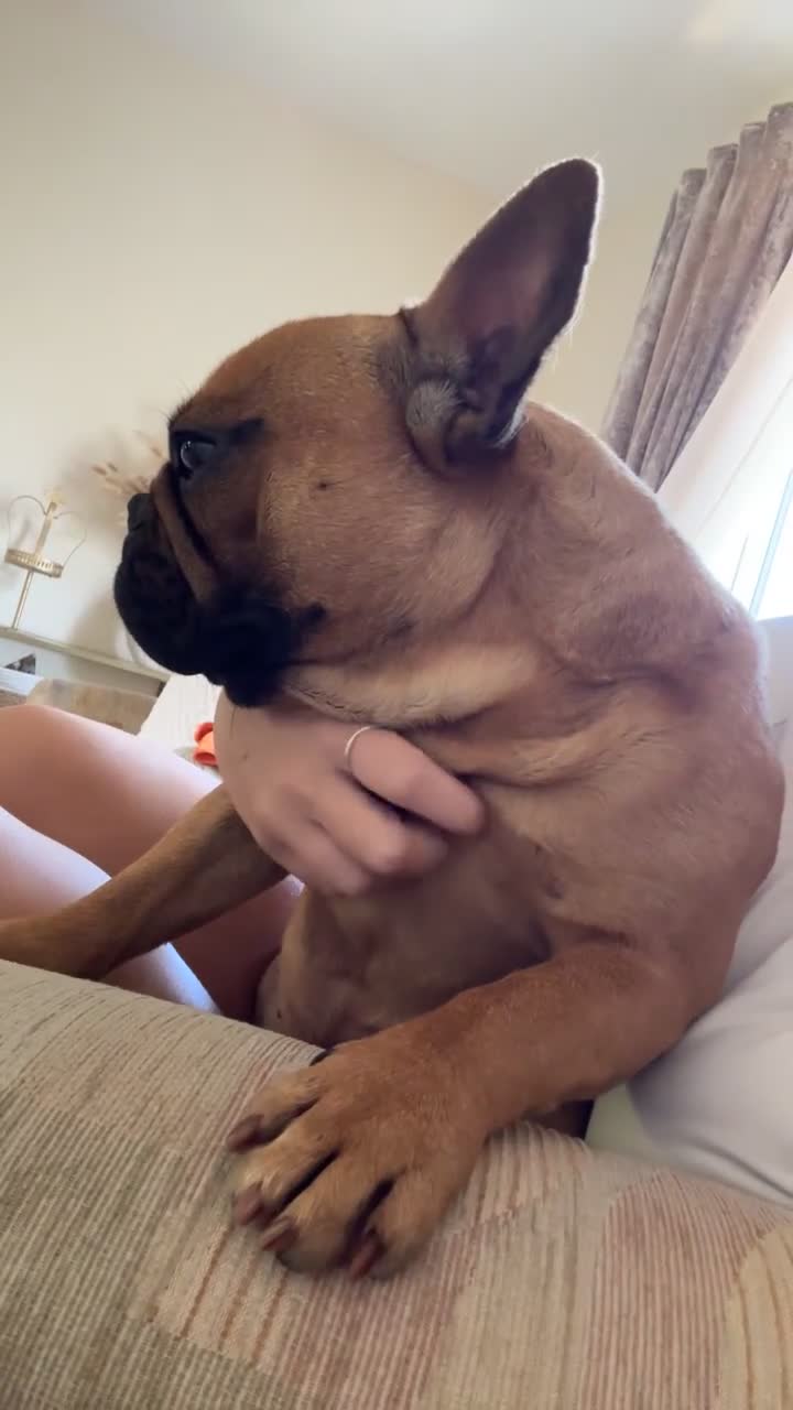 French Bulldog dogs for sale: Red French bulldog - Video 1
