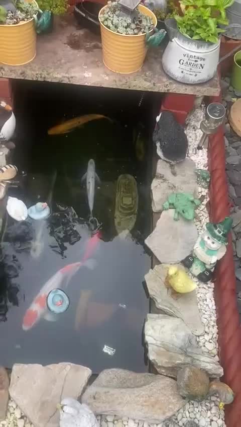 Koi Carp fish for sale: Koi Carp fish/ mixed fish - Video 1