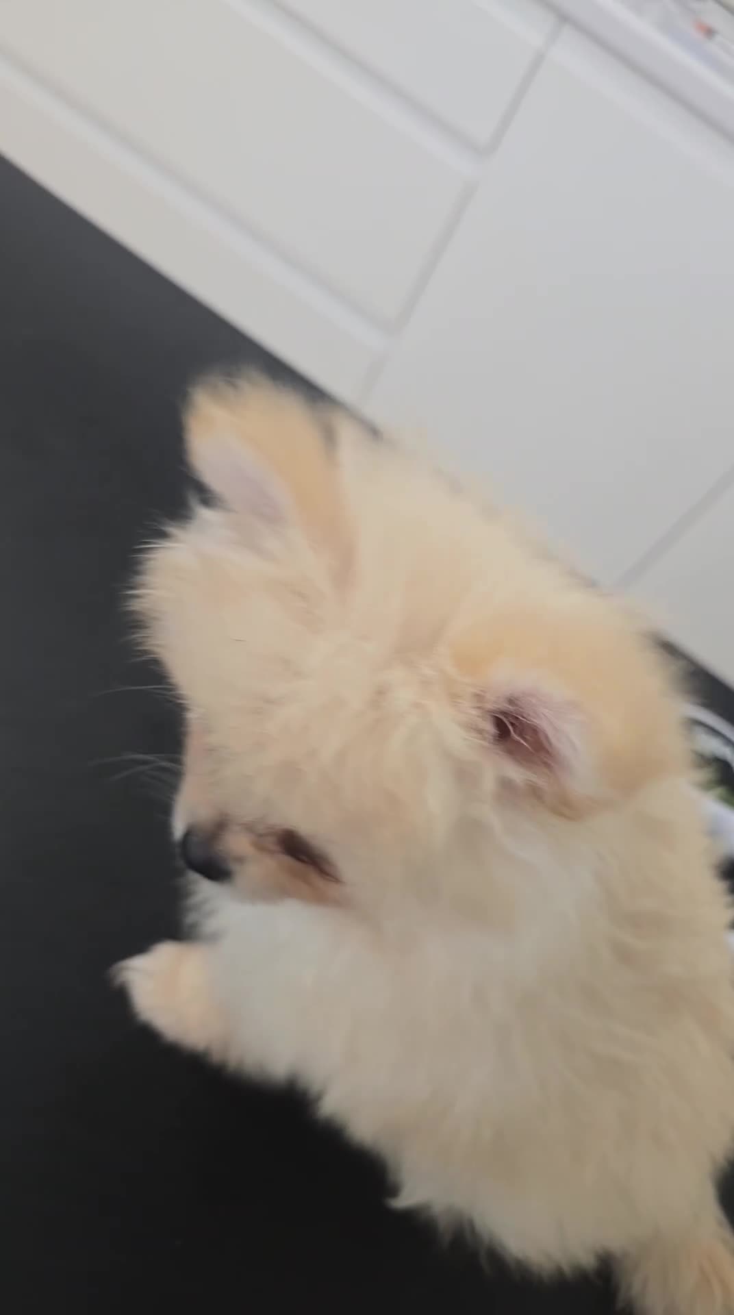 Pomeranian dogs for sale: Stunning minature poms, With cute teddy bear faces - Video 1