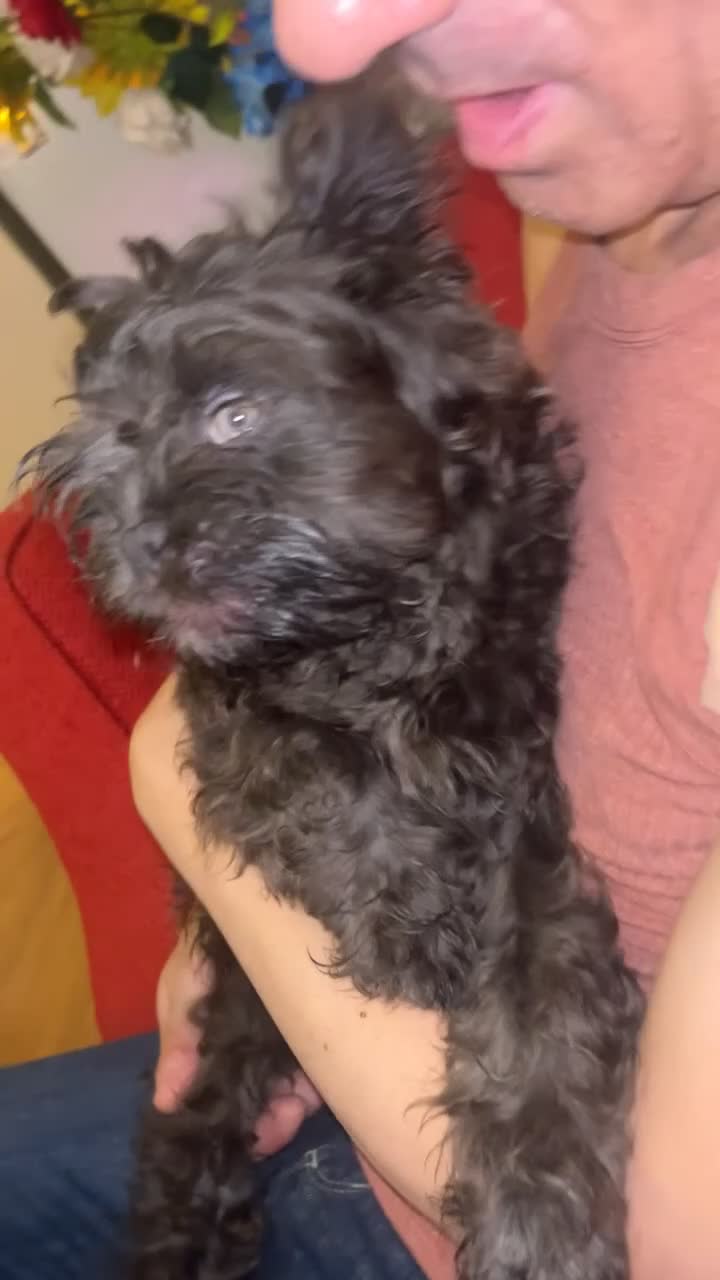 French Bulldog dogs for sale: Meet coffee! - Video 3
