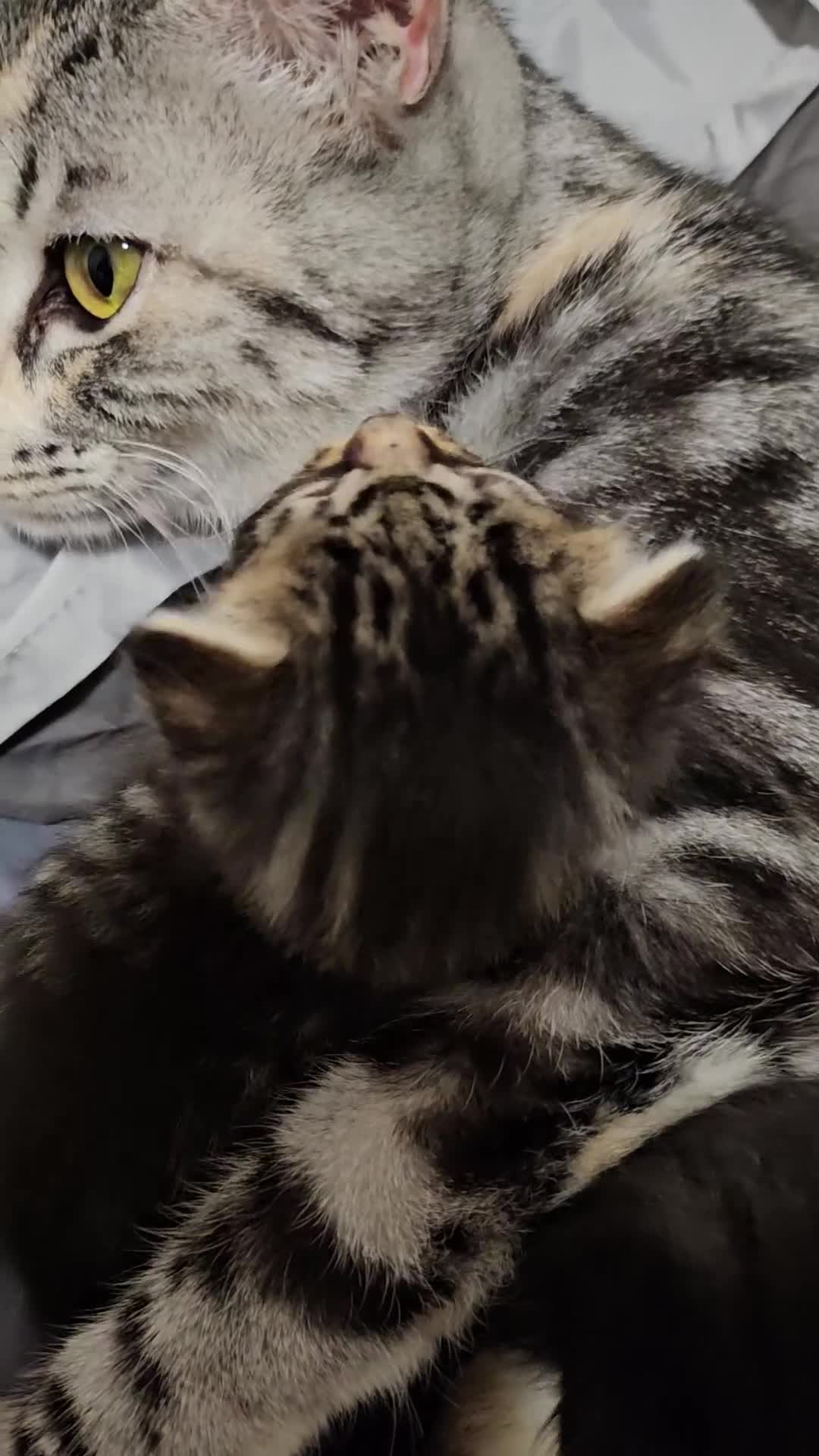 British Longhair cats for sale: Geoegous kittens ready in may - Video 2