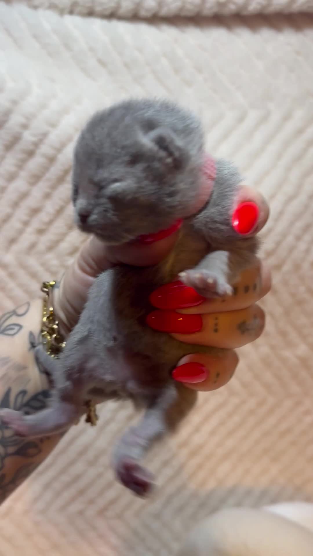 British Shorthair cats for sale: Pure British Shorthair Kittens😻🥇🏆Champion Line - Video 4