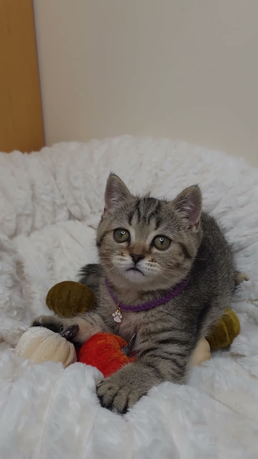 British Shorthair cats for sale: Golden Tabby Kittens  - Video 2