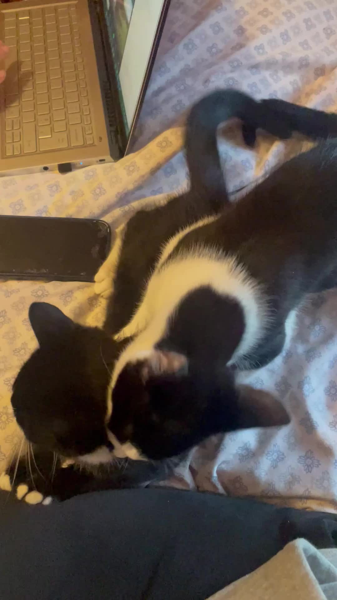 Mixed Breed cats for sale: Gorgeous Affectionate Boy - Video 3