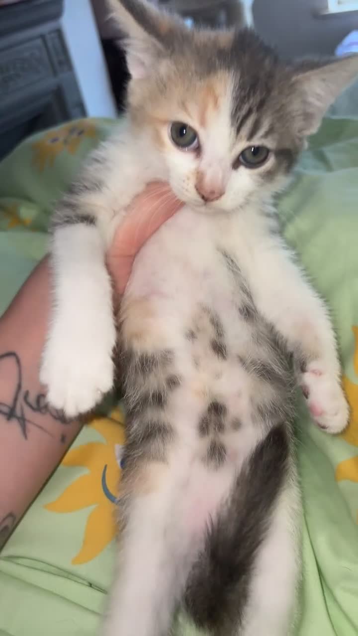 Mixed Breed cats for sale: Kittens - Video 4