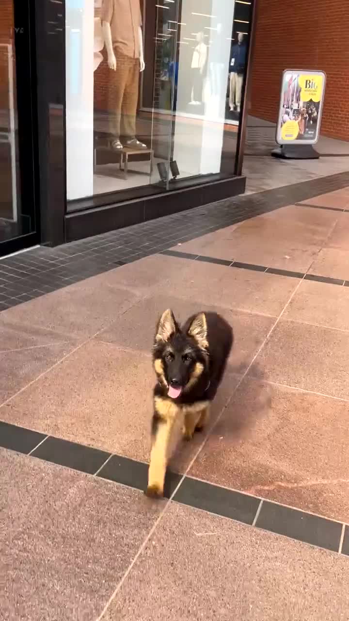 German Shepherd dogs for sale: German shepherd puppy - Video 1