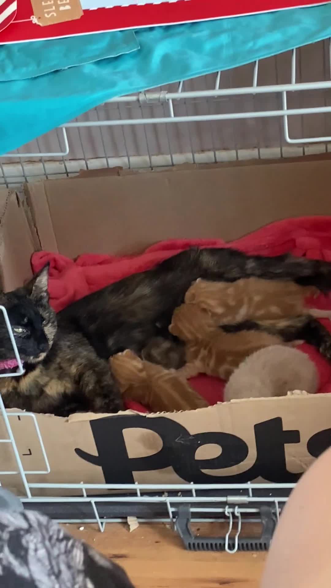 Mixed Breed cats for sale: 3 purrfect ginger girls looking 4 their forever  - Video 3