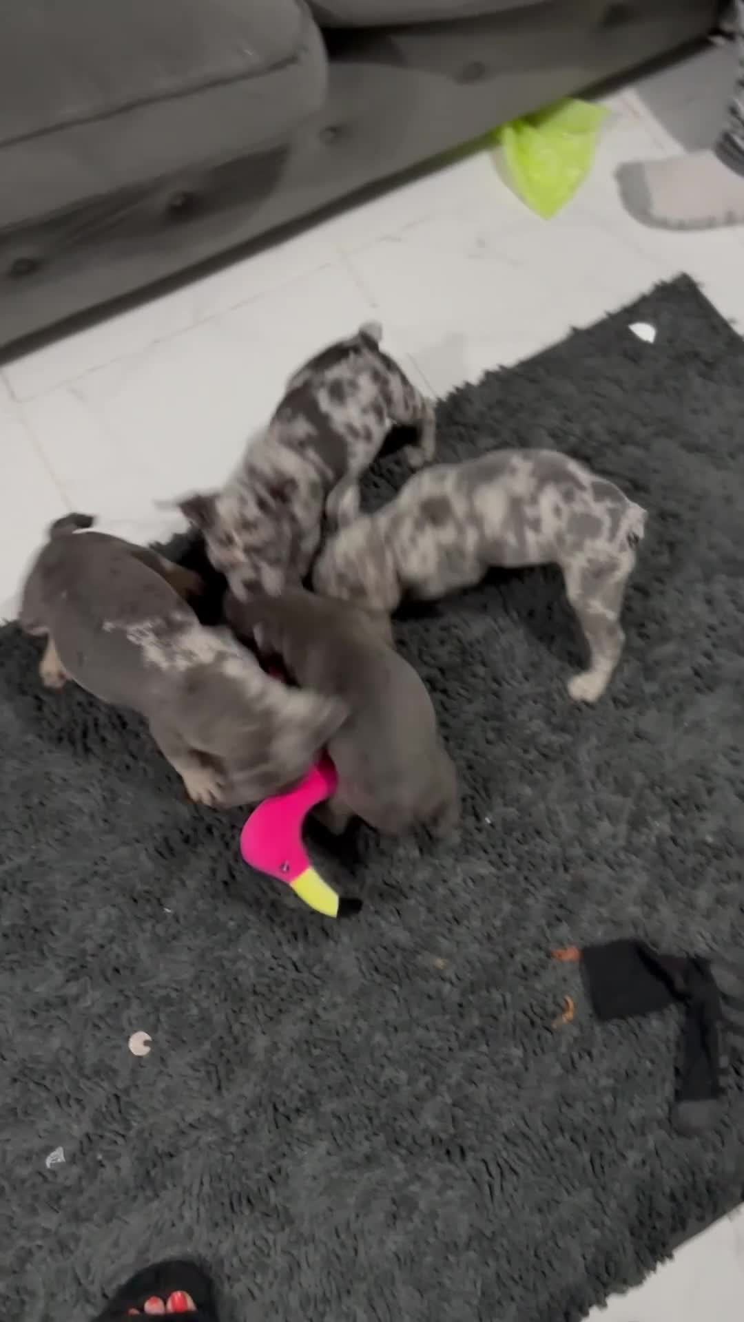 French Bulldog dogs for sale: Lilac carrying fluffy  - Video 1