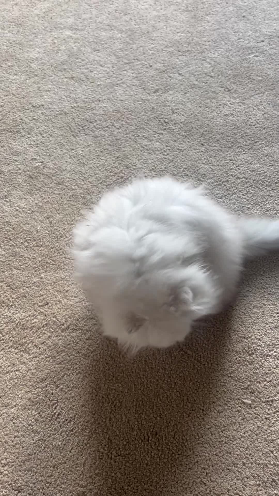 Persian cats for sale: Full Pedigree Chinchilla Kitten - Video 2