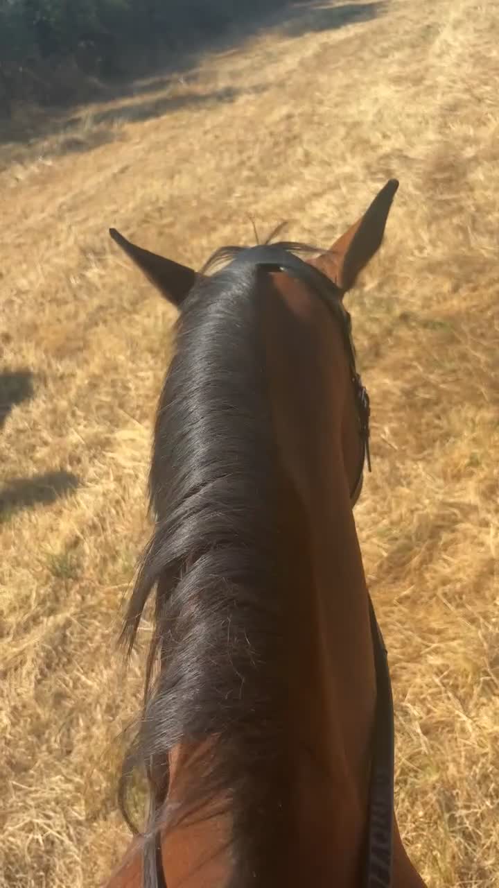 Connemara horses for sale: Genuine allrouder  - Video 2