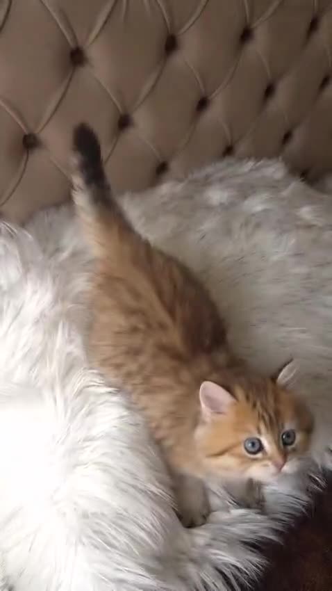 British Longhair cats for sale: British Longhair/Shorthair black golden shaded  - Video 1