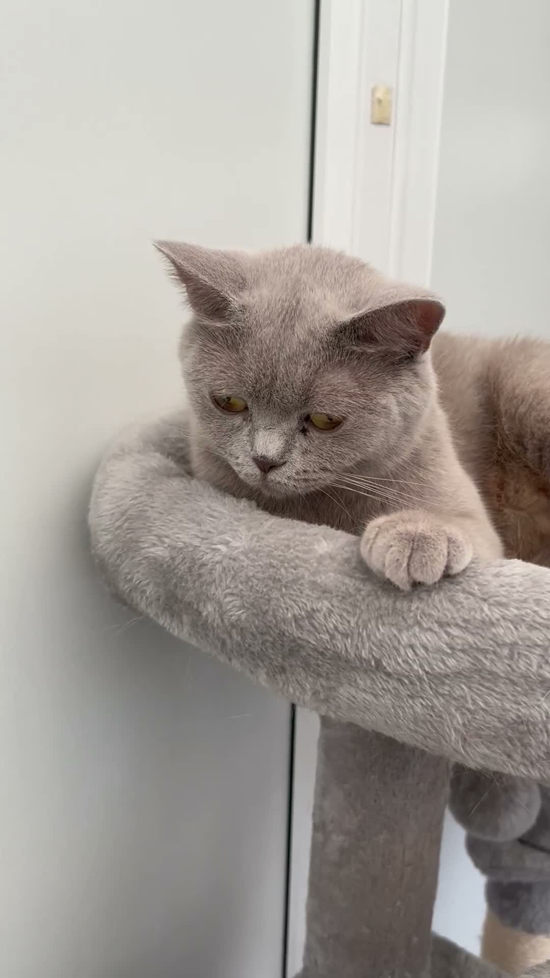 British Shorthair cats for sale: Gorgeous lilac British shorthair  - Video 1