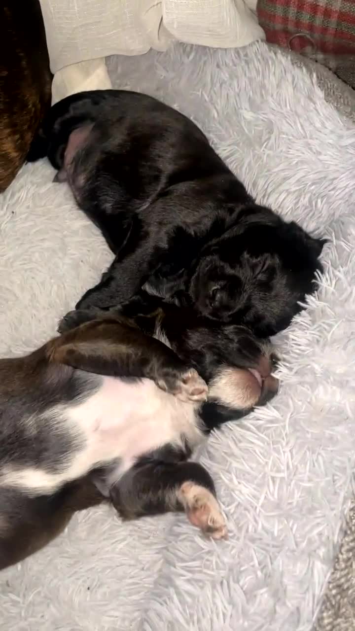 Mixed Breed dogs for sale:     Unique Lagotto Romagnolo × Staffy Puppies - Video 1