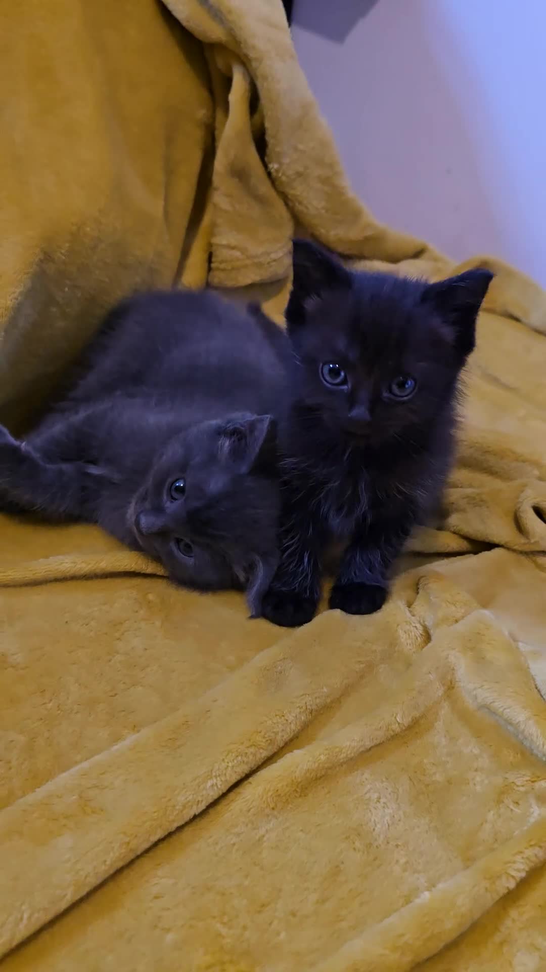 Ragdoll cats for sale: Gorgeous half ragdoll kittens - Video 3