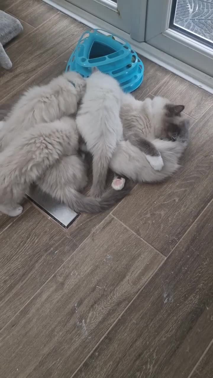 Ragdoll cats for sale: Ready to collect-Blue Point Kittens-Vaccinated - Video 1