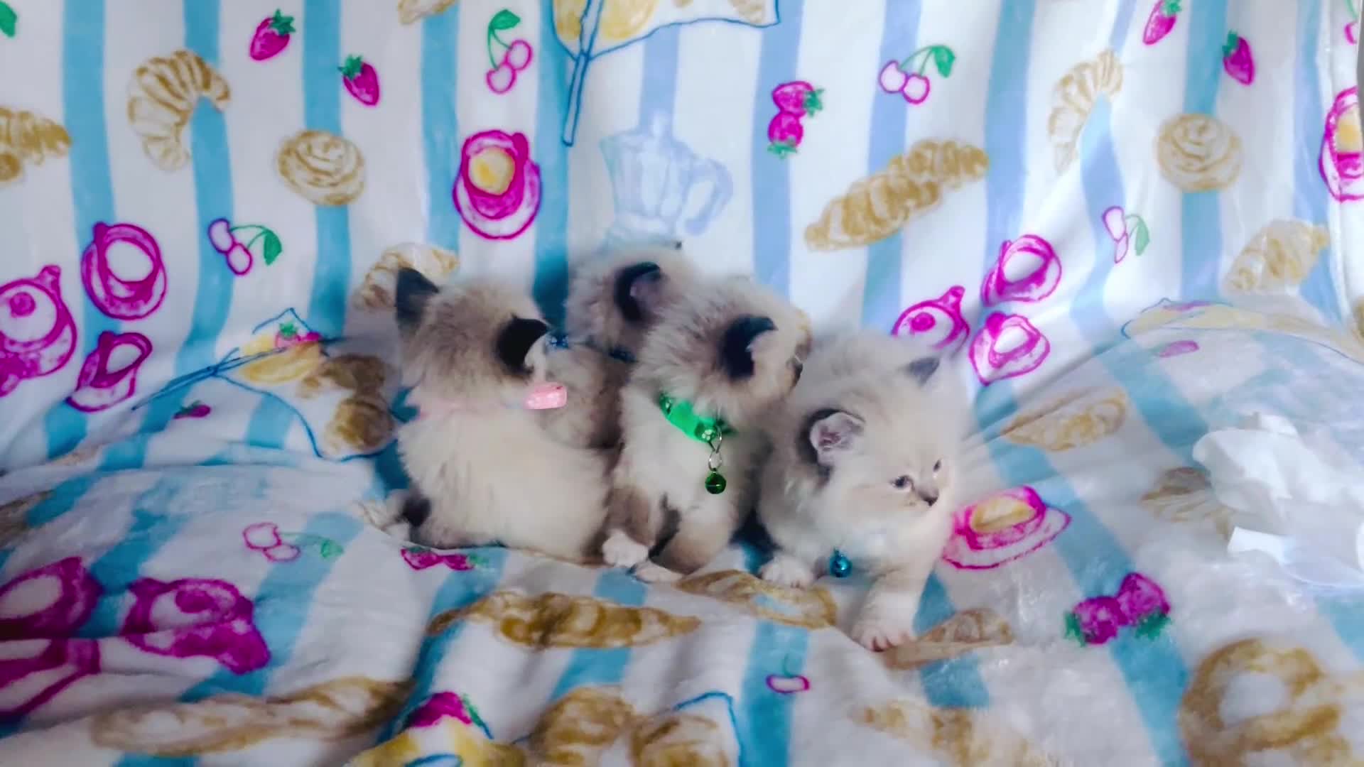 Ragdoll cats for sale: Gorgeous pure-bread ragdolls ( certificates+ docs) - Video 1