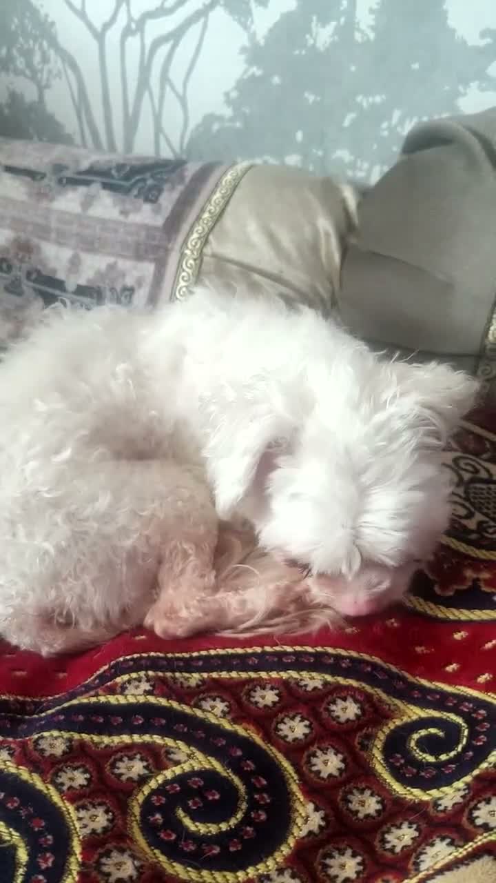Maltese dogs for sale: Maltese  - Video 1